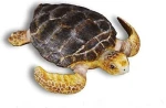 Collecta Παιχνίδι Μινιατούρα Θαλάσσια Χελώνα 7εκ. 88094