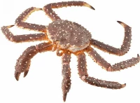 Collecta Παιχνίδι Μινιατούρα Βασιλικός Κάβουρας για 3+ Ετών 3.5εκ. 88851