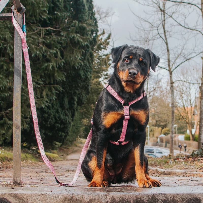 Επιστήθιο Max & Molly Retro Pink Medium 2x53-69cm