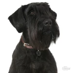 ΤΑΥΤΟΤΗΤΑ ΣΚΥΛΟΥ MY FAMILY SCHNAUZER BLACK