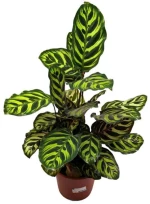 Φυτό Εσωτερικού Χώρου Καλαθέα Calathea makoyana