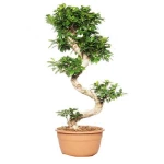 Μπονσάι Ficus Ginseng Υ:90cm, Ø20cm