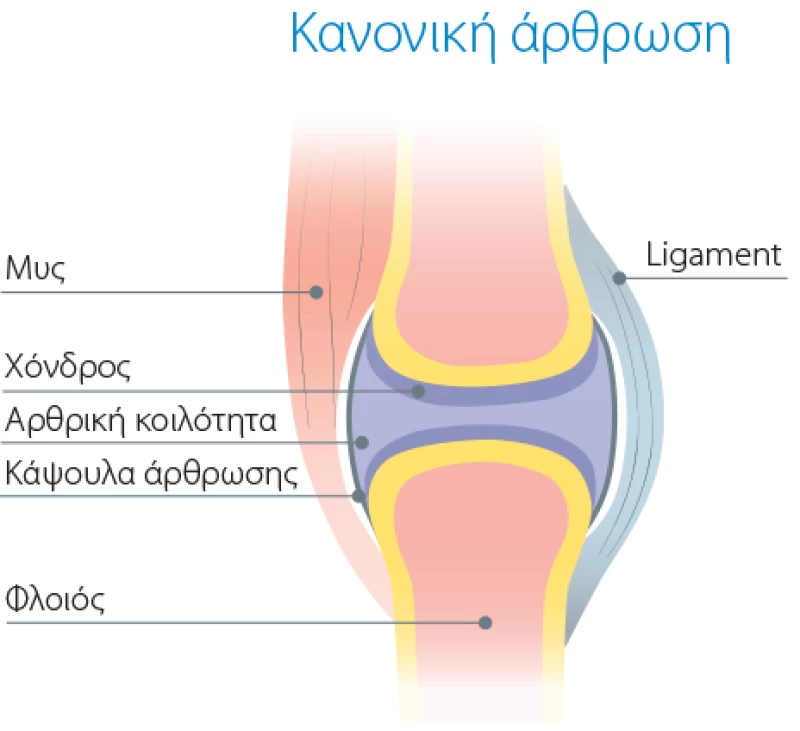 Συμπλήρωμα Διατροφής Χονδροπροστατευτικό για Σκύλους και Γάτες Wejoint Plus Small Breed 30 Δισκία