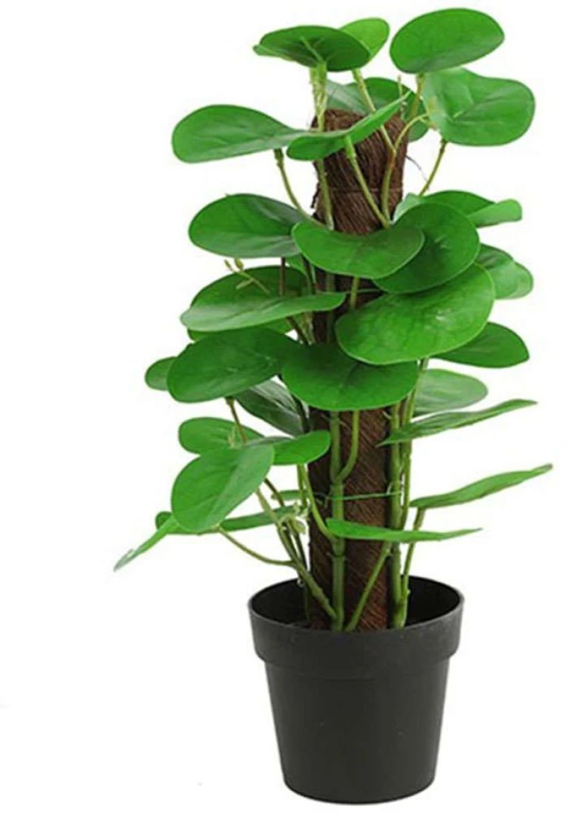 Τεχνητό Φυτό Σε Κασπώ Φυλλόδενδρο 013.787819 35cm Multi-Green