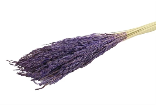 Rice Oryza PURPLE