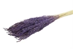 Rice Oryza PURPLE