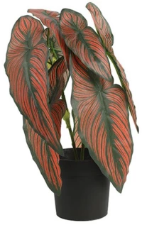 Caladium σε κασπώ 35εκ.