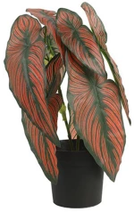 Caladium σε κασπώ 35εκ.