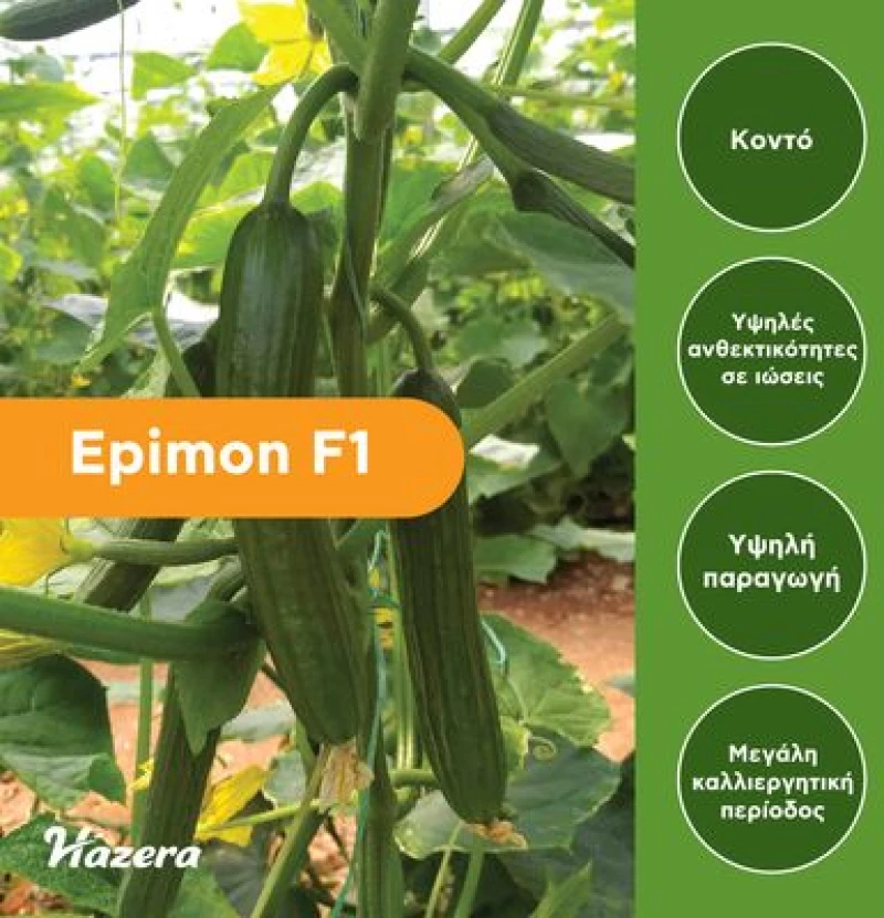 Αγγούρι Κοντό Epimon F1