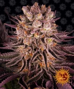 Barneys - Mimosa x Orange Punch - 1 seed