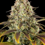 Barneys Ice Cream Cake - 5 seeds