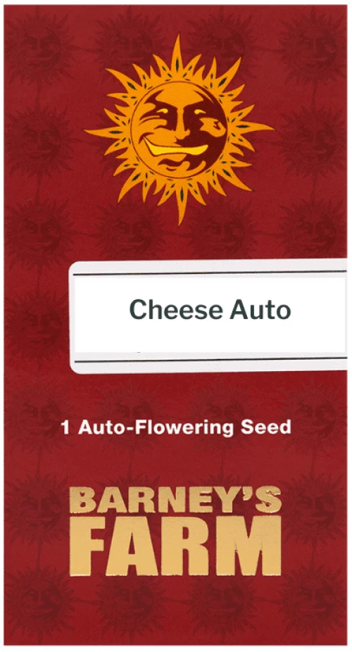 Barneys Cheese Auto - 1 seed