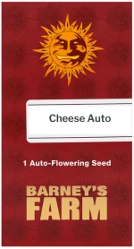 Barneys Cheese Auto - 1 seed