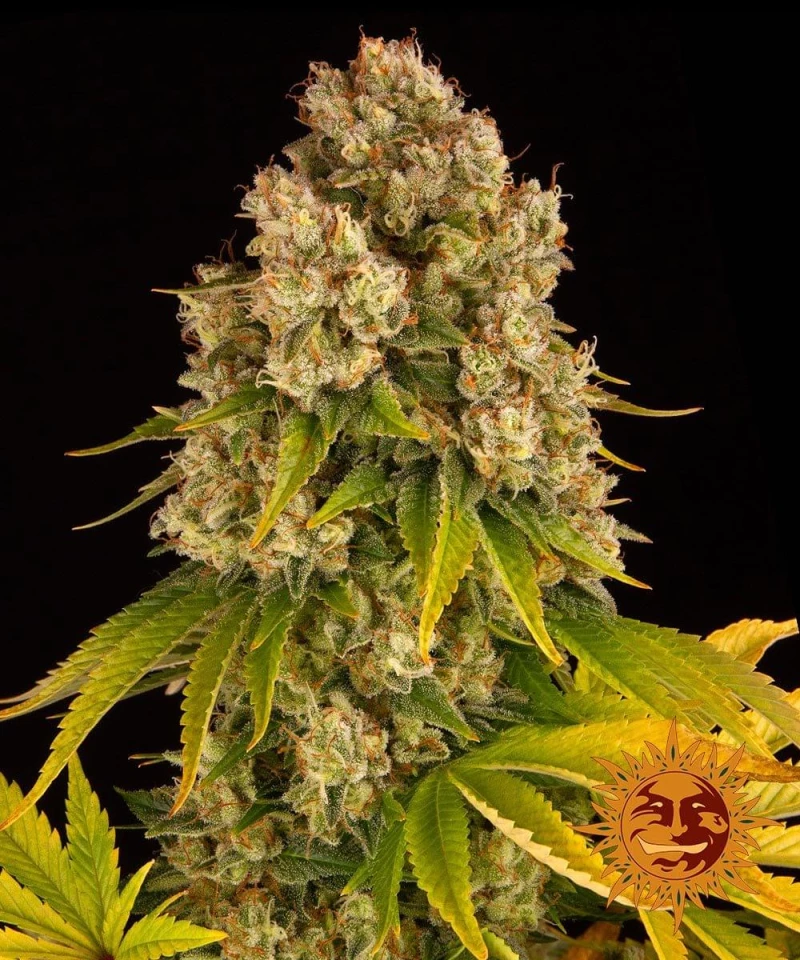 Barneys Cheese Auto - 1 seed
