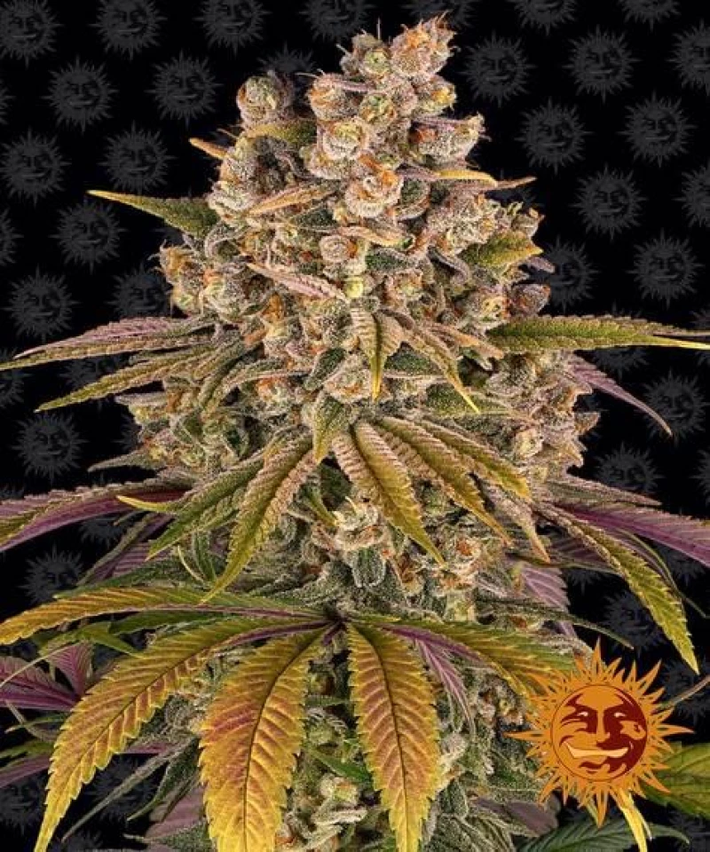 Barneys Lemon Tree - 1 seed
