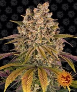 Barneys Lemon Tree - 1 seed