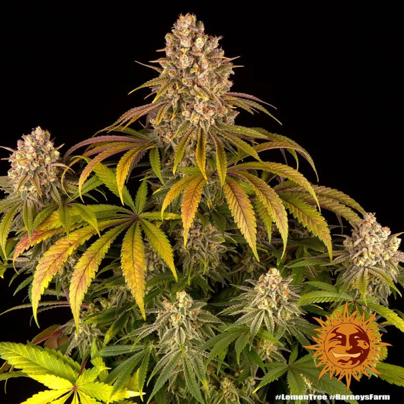 Barneys Lemon Tree - 1 seed