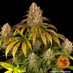 Barneys Lemon Tree - 1 seed