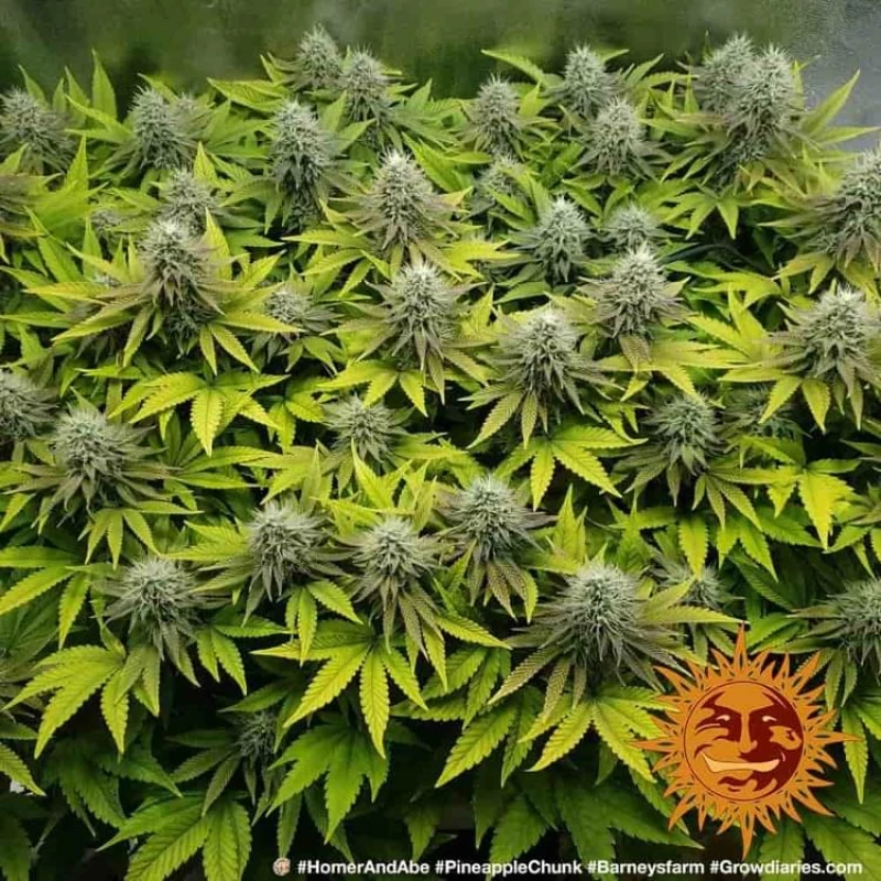 Barneys - Pineapple Chunk - 5 seeds