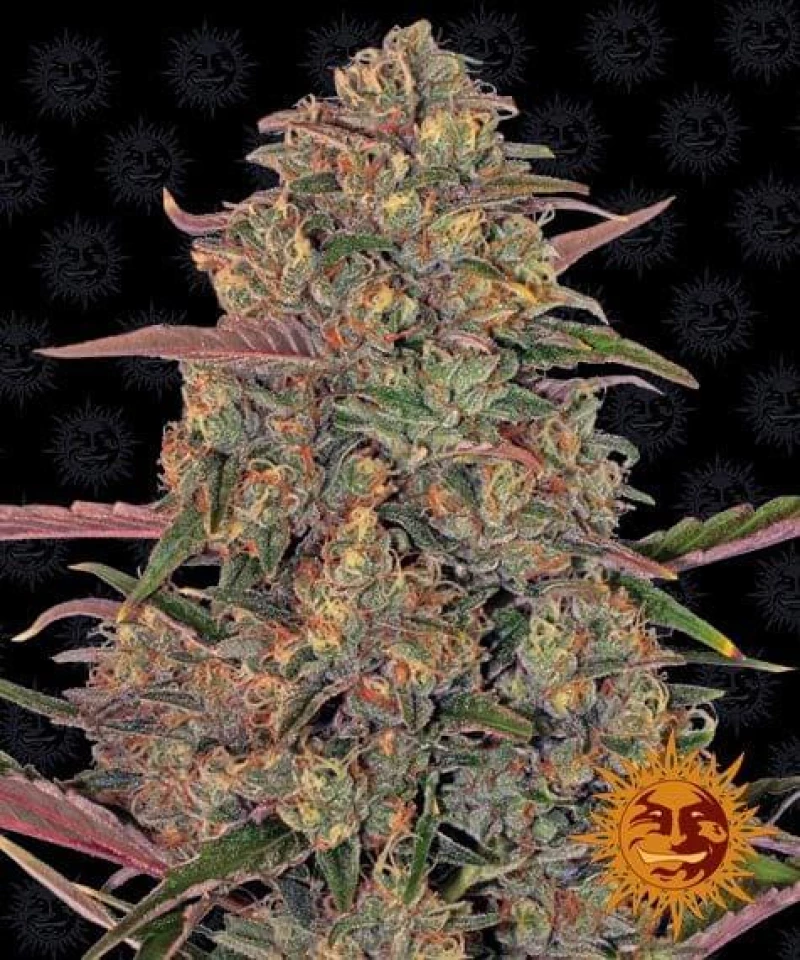 Barneys - Pineapple Chunk - 5 seeds