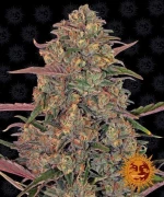 Barneys - Pineapple Chunk - 5 seeds