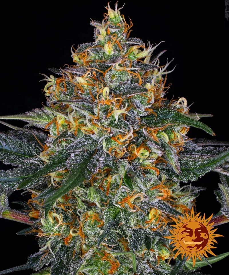Barneys - Moby Dick - 3 seeds