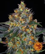 Barneys - Moby Dick - 3 seeds