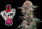 Fast Buds Cherry Cola - 1 seed