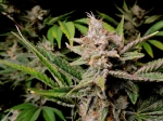 Fast Buds Cherry Cola - 1 seed