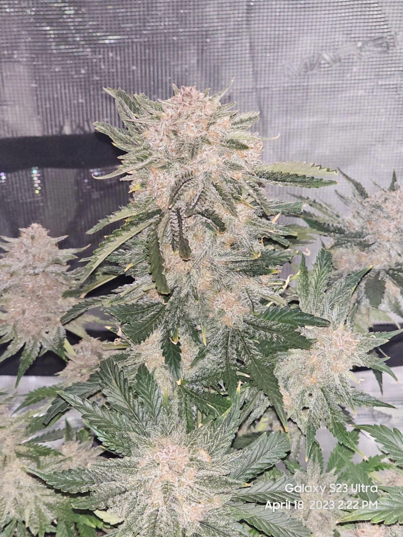 Fast Buds Cherry Cola - 1 seed