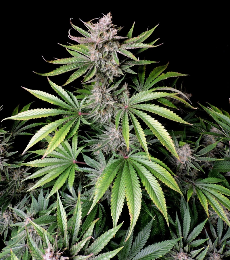 Fast Buds Cherry Cola - 1 seed