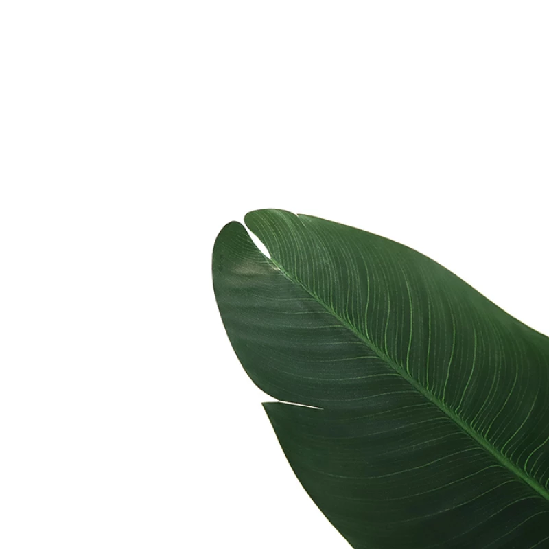 BANANA TREE NP1410_120  ΥΨΟΣ 120cm New Plan