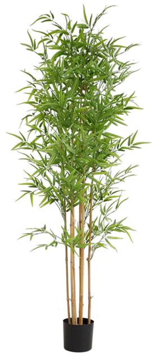 BAMBOO  NP6321_180_22  ΥΨΟΣ 180cm New Plan