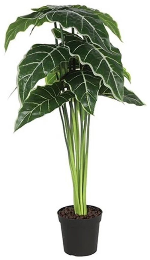 Αλοκάσια σε κασπώ Φ40 Η80cm