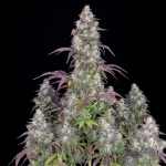 Fast Buds Lemon Pie Auto - 1 seed