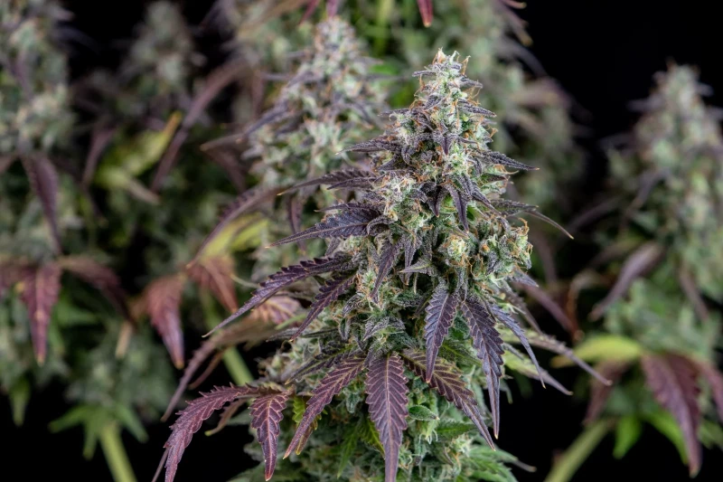 Fast Buds Lemon Pie Auto - 1 seed