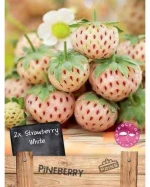 Φράουλα Άσπρη "Pineberry"