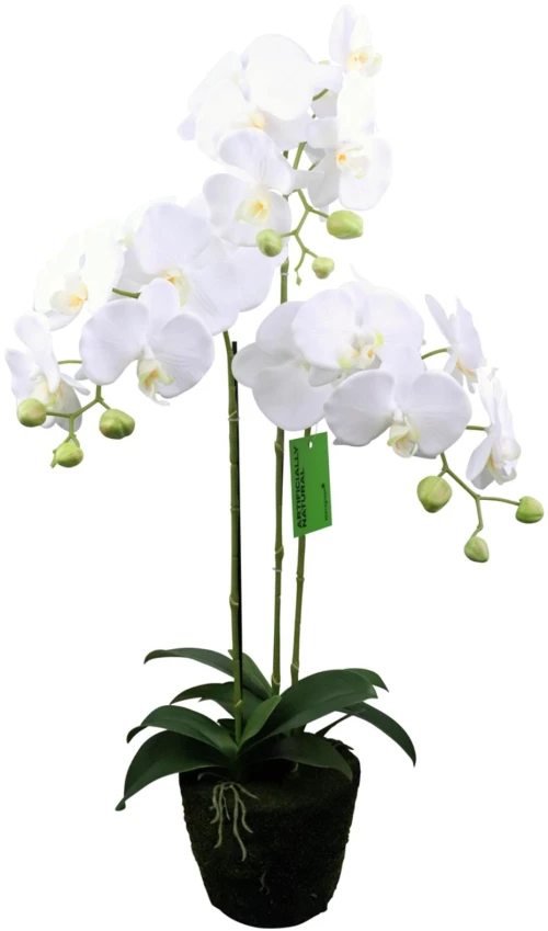 Supergreens Τεχνητό Φυτό Ορχιδέα Phalaenopsis Λευκό 80 εκ.
