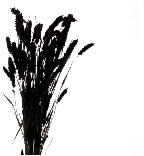 Setaria μαύρο Η70cm