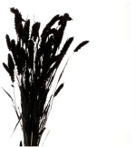 Setaria μαύρο Η70cm