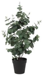 Ευκάλυπτος σε κασπώ Φ35 Η65cm
