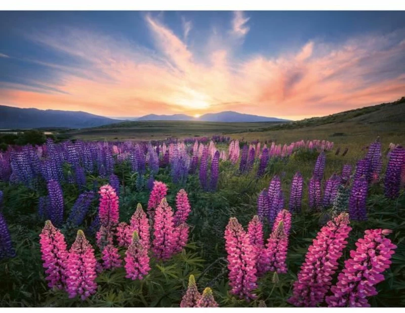 Παζλ Ravensburger Lupinen
