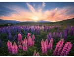 Παζλ Ravensburger Lupinen