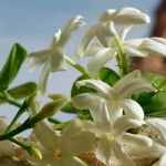 Dolce & Gabbana Q Parfum 100ml