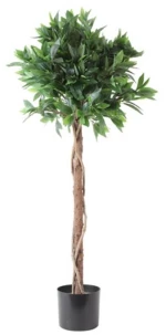 Δάφνη σε κασπώ Φ80Η120cm