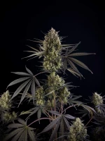 Fast Buds Pound Cake Auto - 3 seeds