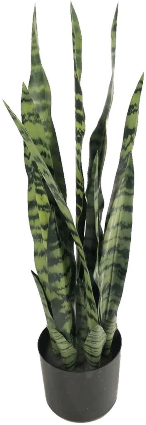 Sanseveria σε κασπώ Φ16Η68cm