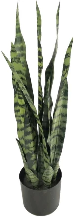 Sanseveria σε κασπώ Φ16Η68cm