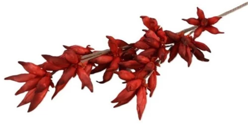 Κλαδί Camasia κόκκινο Η100cm