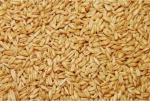 Versele-laga Βρώμη - 25KG